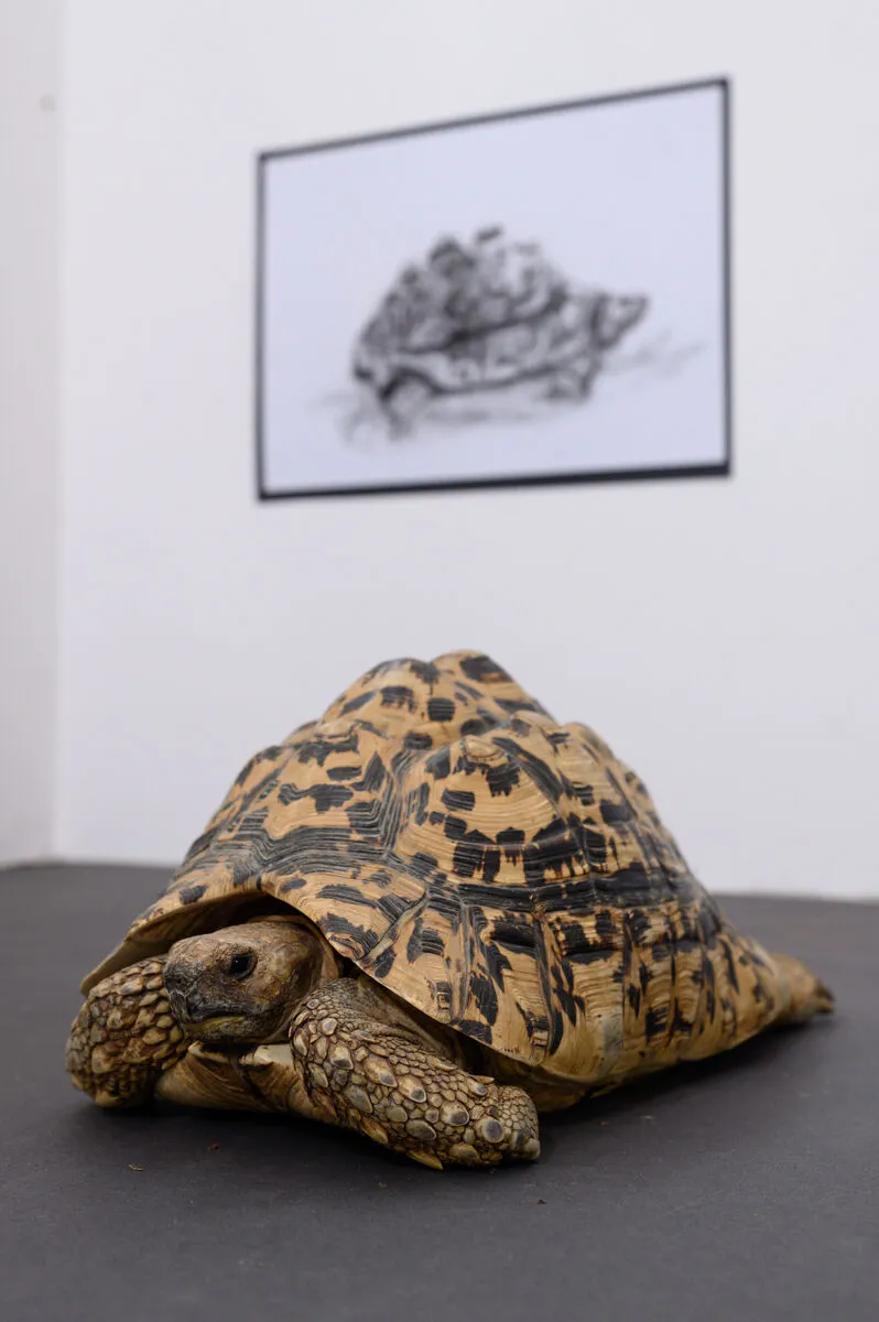 Tortoise at art exhibition