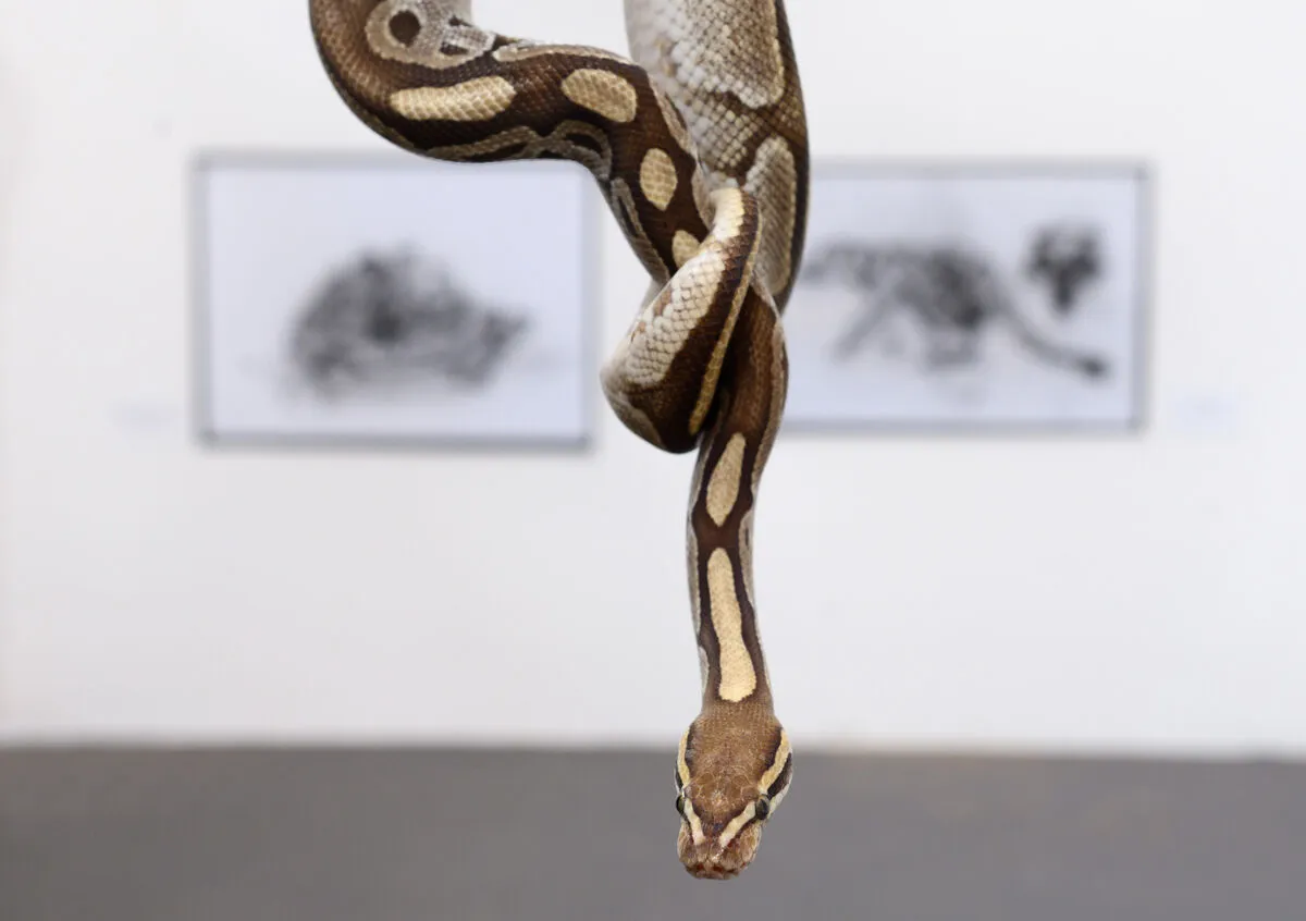 Snake at art exhibition
