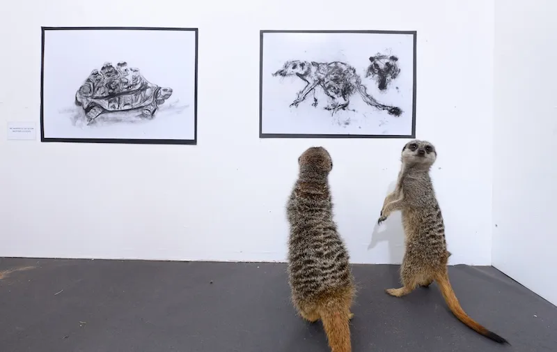 University for the Creative Arts puts on animal art exhibition attended by Arlo and Frodo the meerkats to see their ‘pawtraits’ by animation students