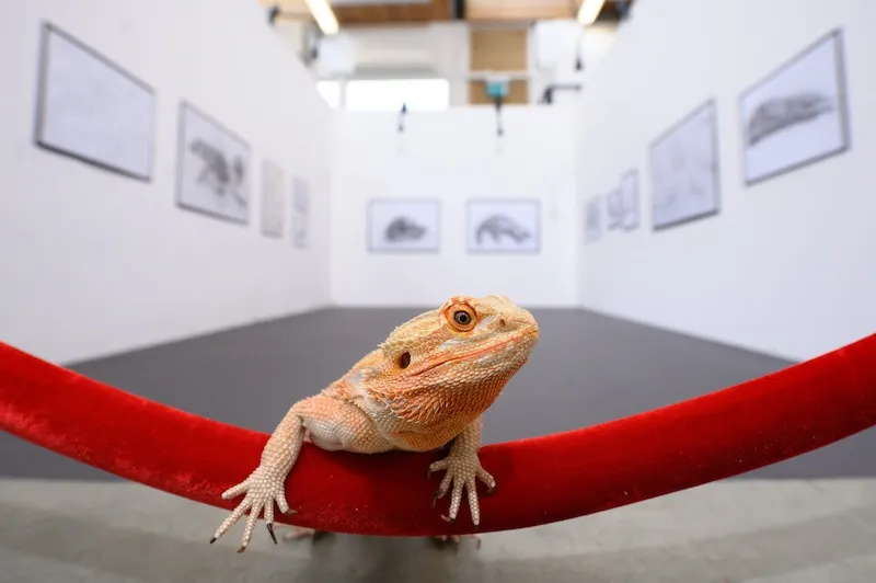 University for the Creative Arts puts on animal art exhibition attended by Draco the Bearded Dragon to see its ‘pawtrait’ by animation students