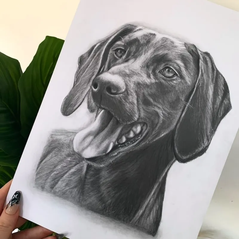 Erin Atkins Pet Portraiture