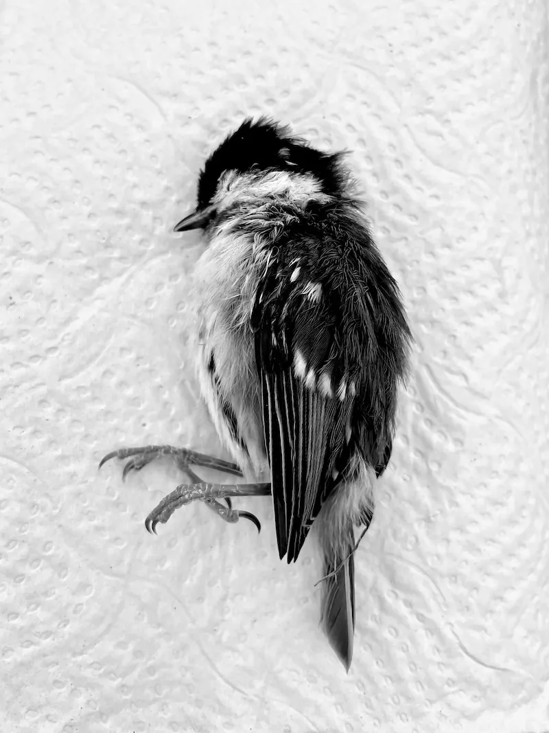 'Your Words (My) Hurt' © Olivia-Rose Kaur Labana. Shortlisted for Portrait of Britain award 2025