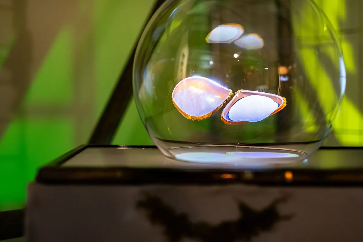 Boglarka Bato, BA (Hons) Digital Art, UCA Farnham