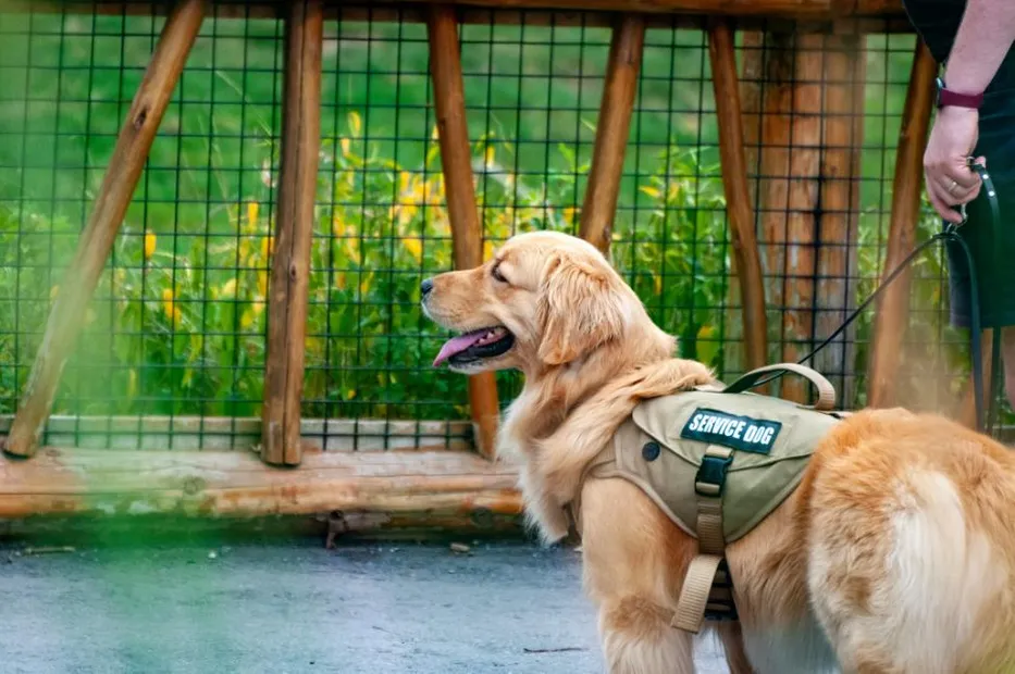 Assistance Dog working