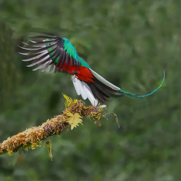 Marilyn also managed to capture a rare image of a Quetzel bird on her travels