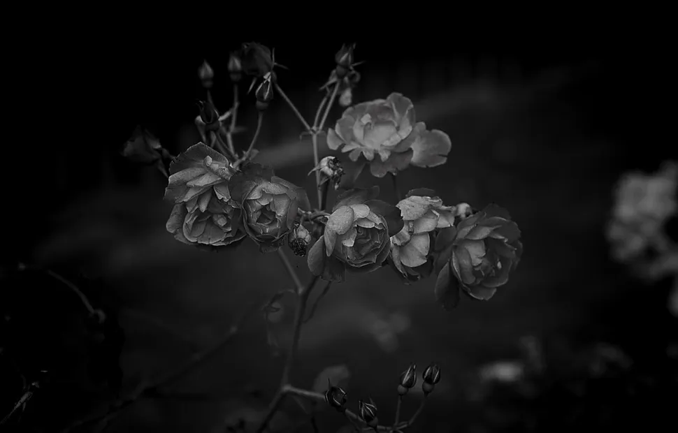 Jihan Abdullah, International Foundation