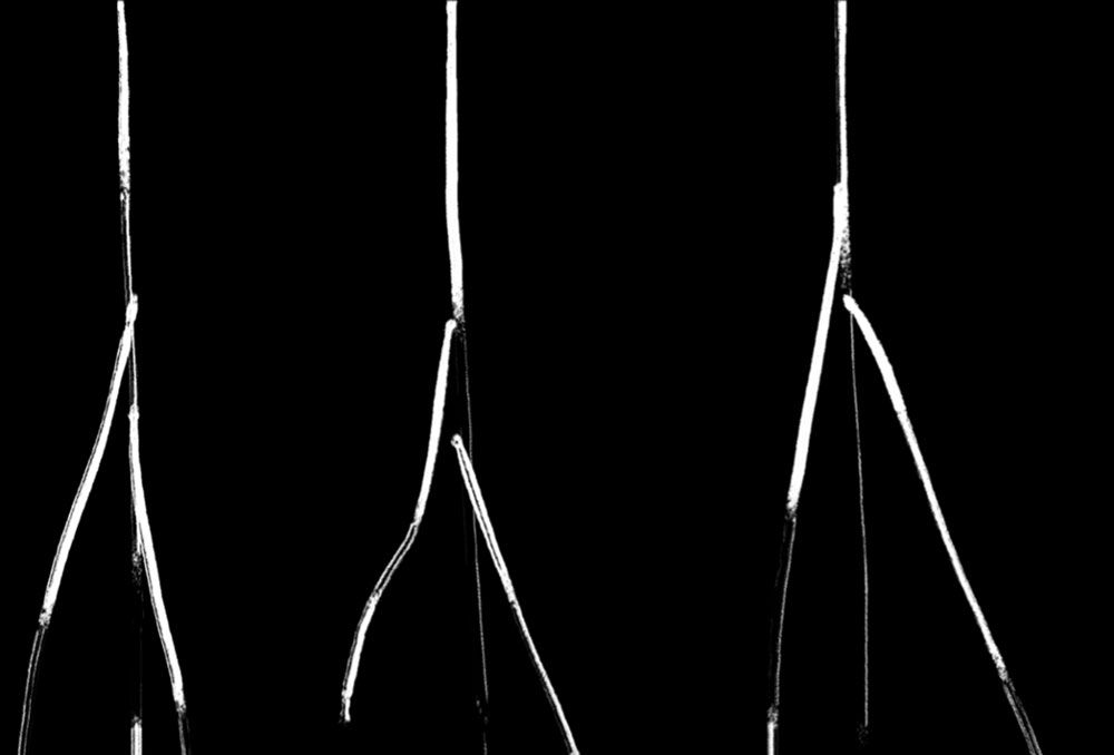 Root Map  (1’10, 2024) Miriam Fox