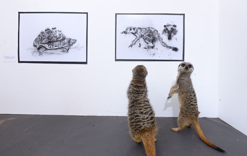 University for the Creative Arts puts on animal art exhibition attended by Arlo and Frodo the meerkats to see their ‘pawtraits’ by animation students